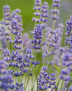 Pick Your Own Lavender