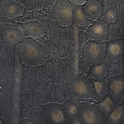 Color – Cetraria