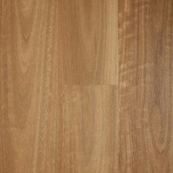 Coastal Spotted Gum