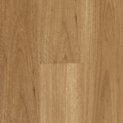 Blackbutt