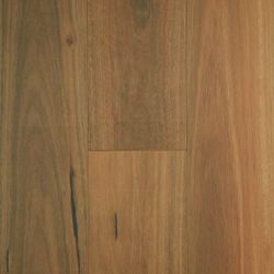 Colour – Spotted Gum