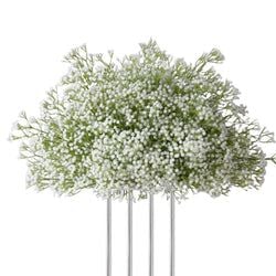 Color – White H
