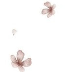 Core Collection – Petals