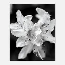 Framing – Canvas