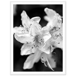 Framing – Framed Print