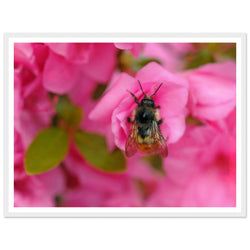 Framing – Framed Print