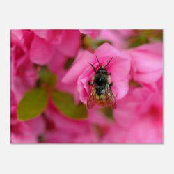 Framing – Canvas
