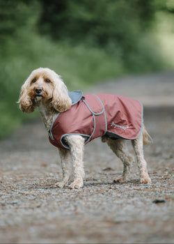Colour – Chestnut