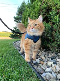 Kitty holster cat harness hotsell