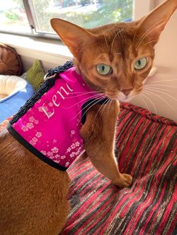 Custom cat harness best sale