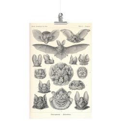 Please Select Format – Poster Print