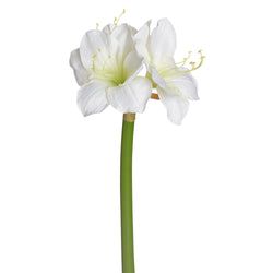 Options – Cream