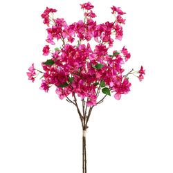 Orchid