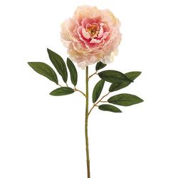 Rose/Cream