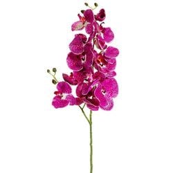 Options – Orchid/Cream