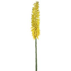 Yellow/Green