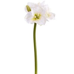White/Green