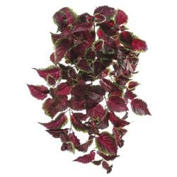 Burgundy/Green