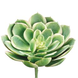 Green/Pink