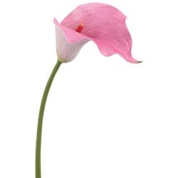 Pink/White
