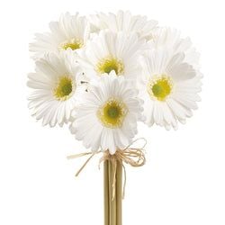Options – White