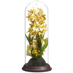 Yellow Oncidium