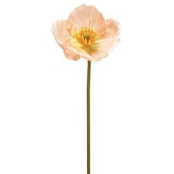 Options – Peach