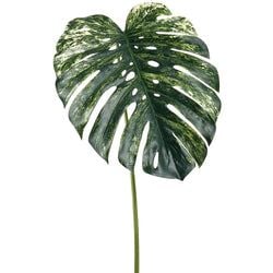 Green/Cream