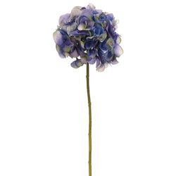 Helio/Delphinium