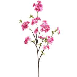 Beauty/Pink