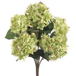 Cream/Green