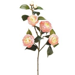 Peach/Pink