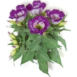 2 Tone Purple