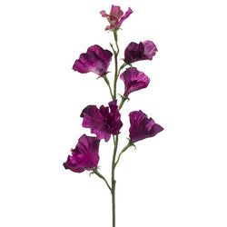 Dark Orchid