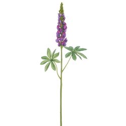 Purple/Green