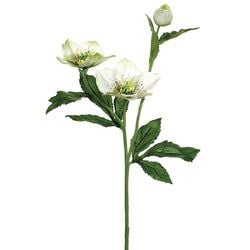 Cream/Green