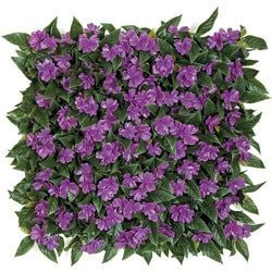 Purple/Green