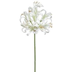 Options – White