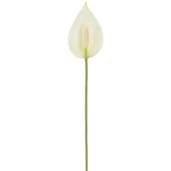 Cream/White