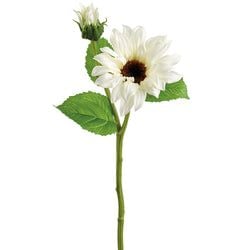 Options – White