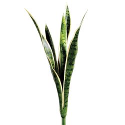 Variegated