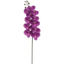 Dark Orchid