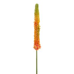 Orange/Green
