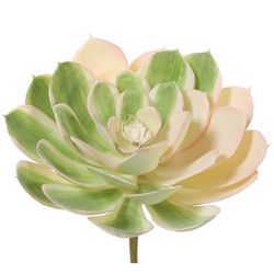 Green/Blush