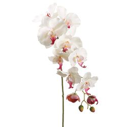 Cream/Rubrum