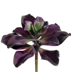 Plum/Green