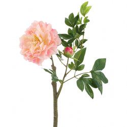 Peach/Pink