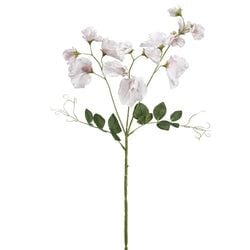 Options – Cream
