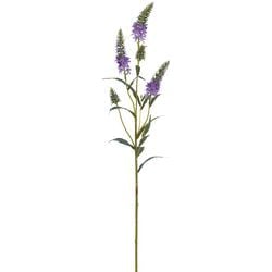 Options – Lavender