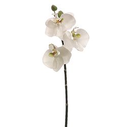 White/Green